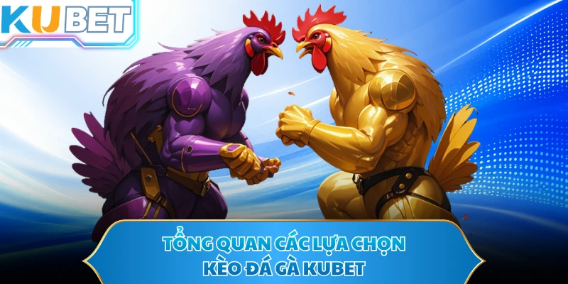 Tổng quan các lựa chọn kèo đá gà KUBET